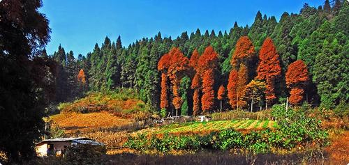 恩施坪坝营国家森林公园景区