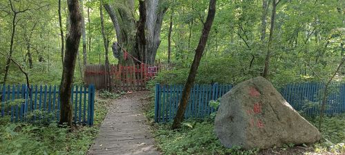 砍椽沟村大杨树