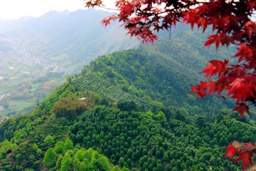 龙茶花海