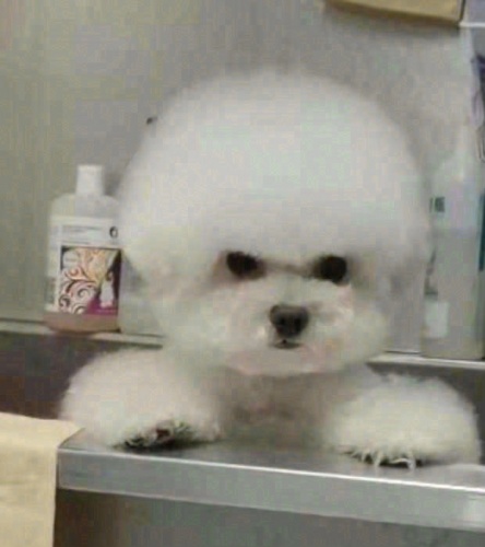 豆小包宠物美容店