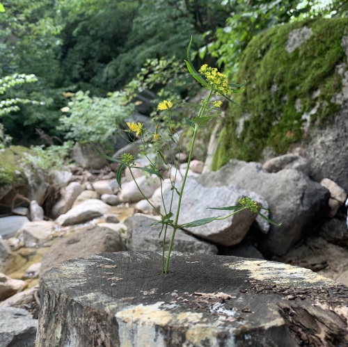 伊河源风景区