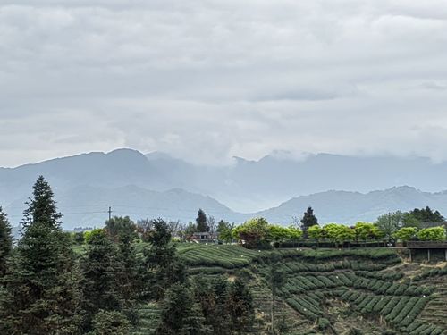 牛碾坪万亩观光茶园