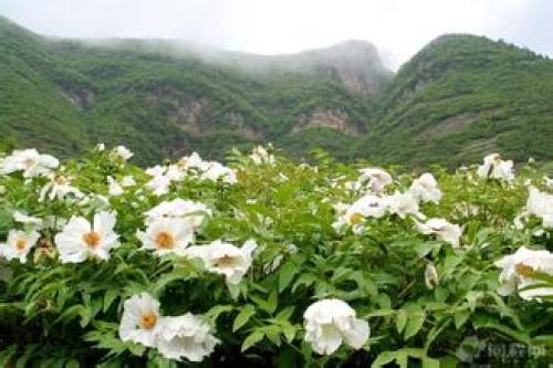 丫山花海石林风景区