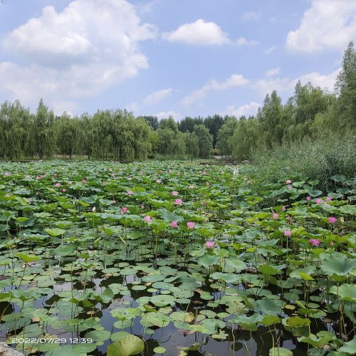 芙蓉公园