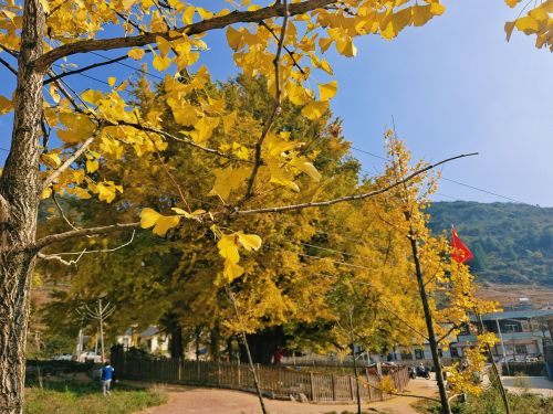 小坝镇莺戈岩千年银杏树旅游区