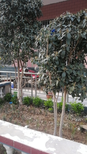 亳州市华创花卉苗木有限公司的第2张图片的图片资料