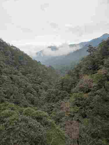 庆元县巾子峰国家森林公园