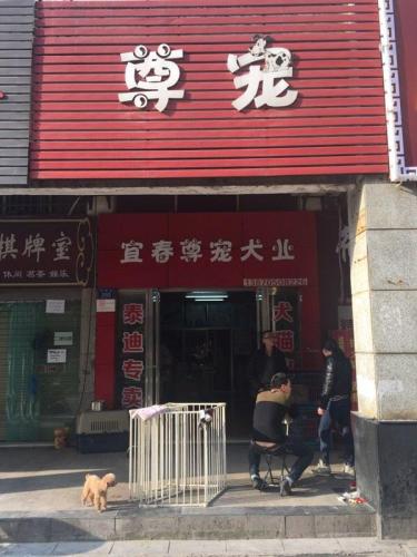 尊宠