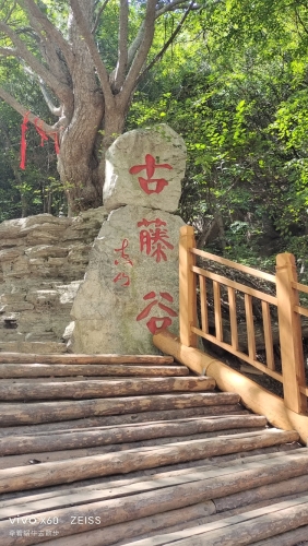 绵山风景区-古藤谷