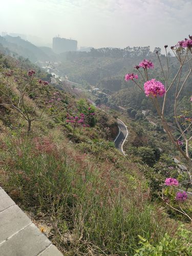 高州市植物园