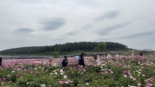 确山王岗芍药花海