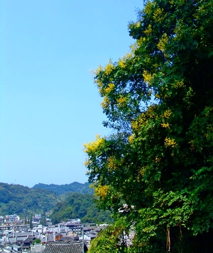 南华山国家森林公园