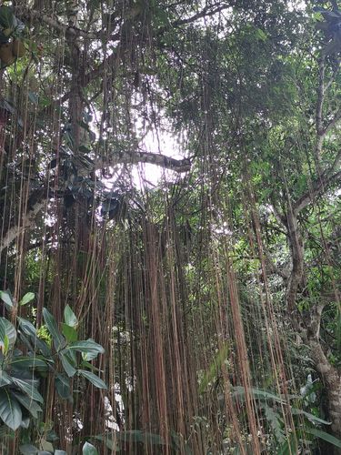 中国科学院西双版纳热带植物园-水生植物园站