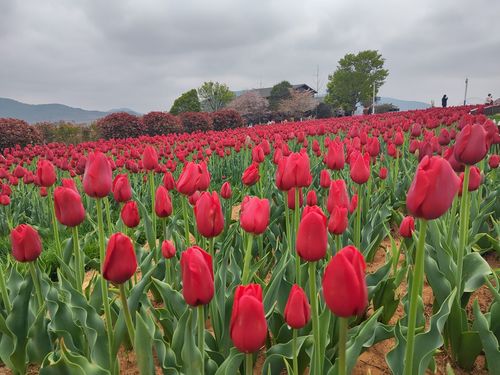 郁金香高地景区