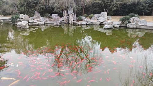 丛台公园-古池鱼苑