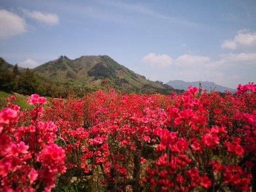 云梯花溪谷