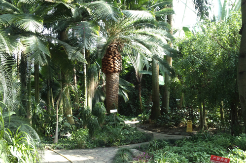 泰达热带植物园(装修中)