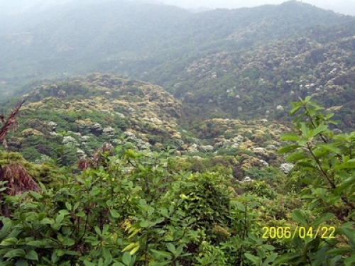 帽峰山森林公园