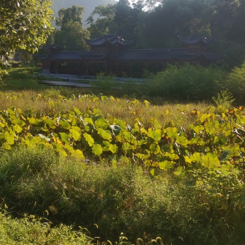 东西村荷花池