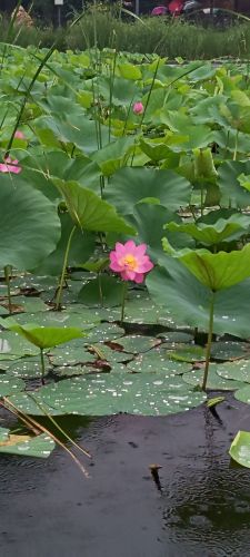 沈阳市铁西区劳动公园-荷花观赏台