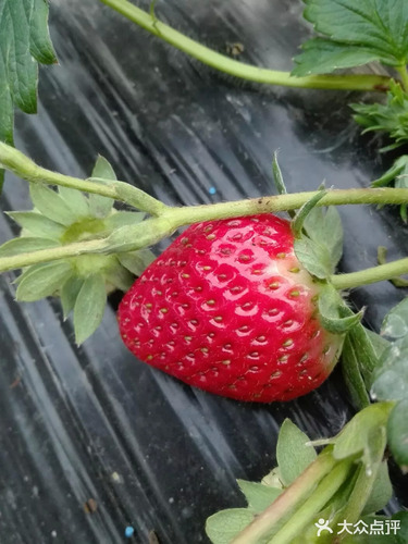 老董草莓采摘园的第3张图片的图片资料