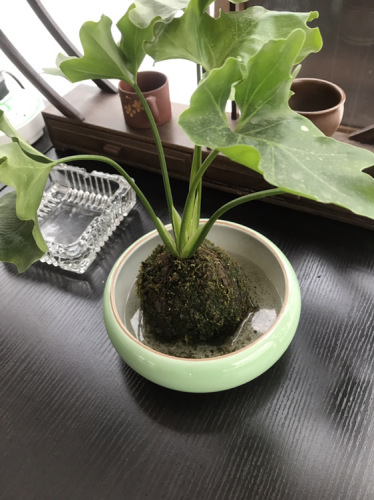 微森林植物园旅行图片 2