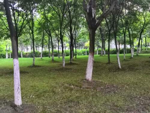 华山公园旅行图片 2