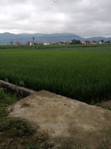 乐昌九福兰花公园旅行图片 3