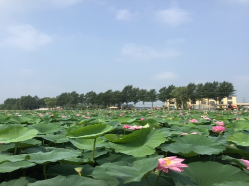 荷花莲园旅行图片 2