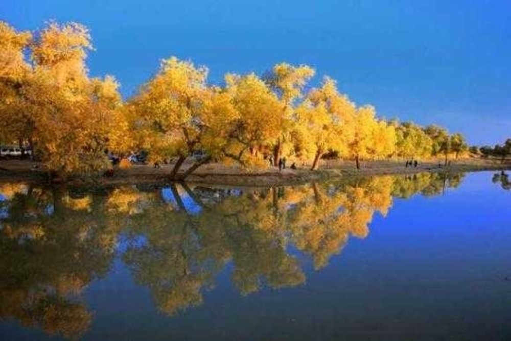 金湖杨国家森林公园景点图片