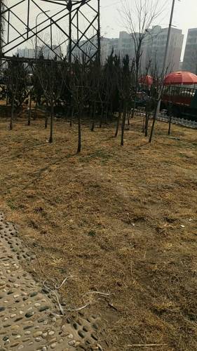 慕侠公园旅行图片 3