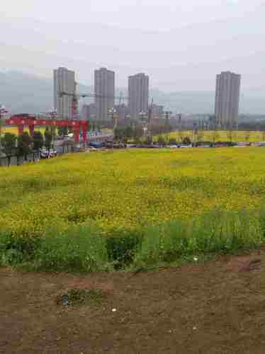 复盛油菜花旅行图片 2