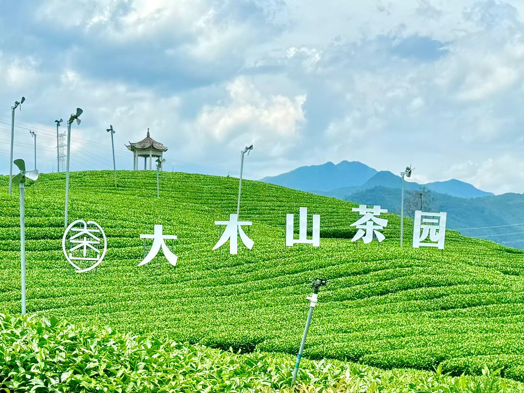 大木山茶园景区