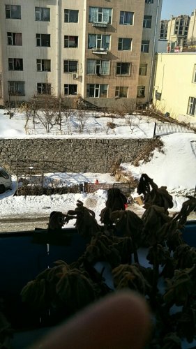 老北关休闲广场旅行图片 3