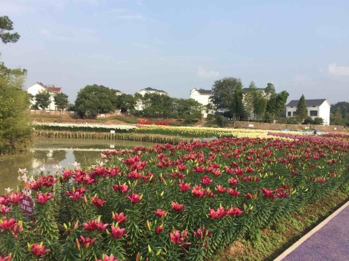 荆溪花海旅行图片 2