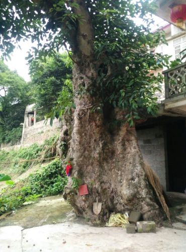 那岩古木寨旅行图片 3
