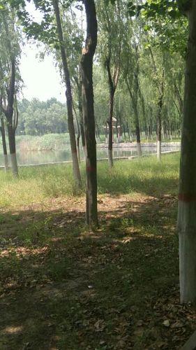 清凉湾湿地公园旅行图片 3