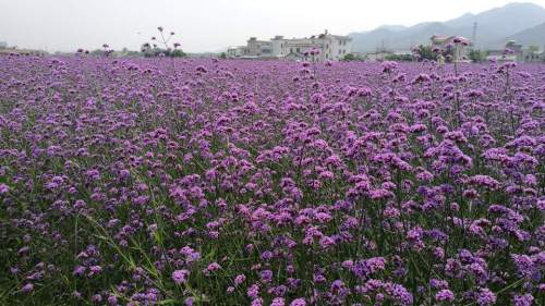 白马村上合花海旅行图片 2