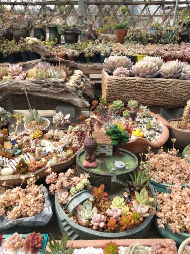 四月天多肉植物园旅行图片 3