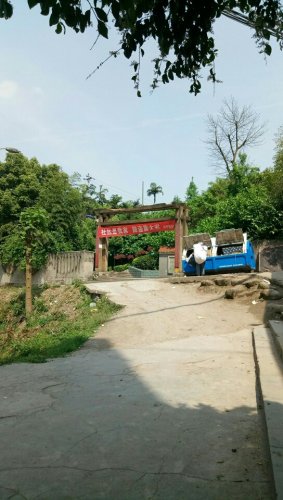 腊梅公园旅行图片 1