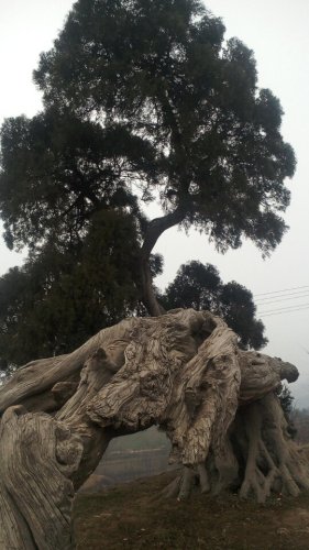 刘秀柏旅行图片 2