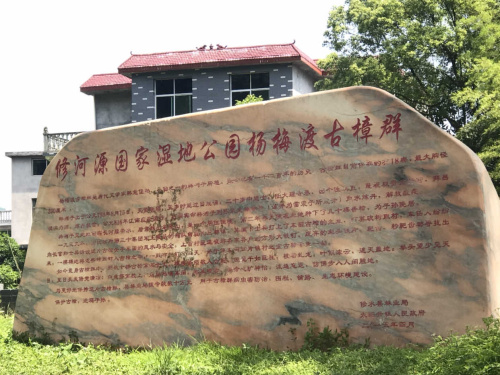 千年古樟群旅行图片 3