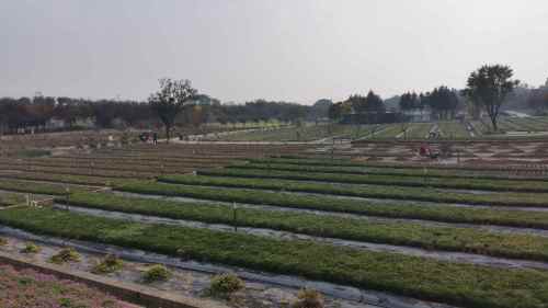 彭家湾植物园旅行图片 3