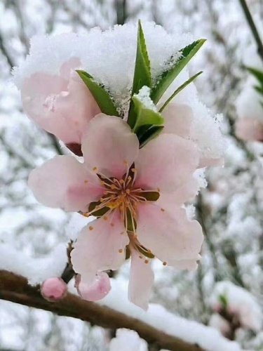 顶盛国际花园休闲广场旅行图片 3