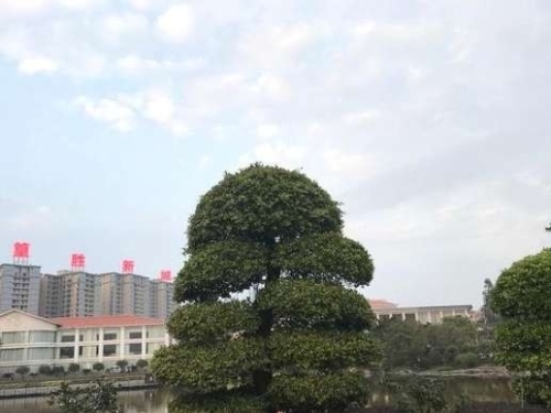 北山公园旅行图片 1