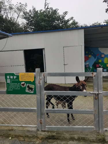 张公山公园-蚌埠动物园-驴