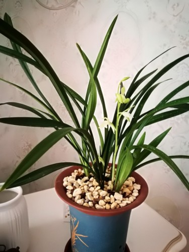 呼伦贝尔莫尔格勒河 景点照片