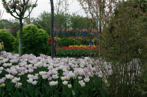 什邡花样年华景区旅行图片 3
