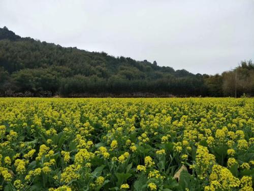 火山镇油菜花基地旅行图片 1