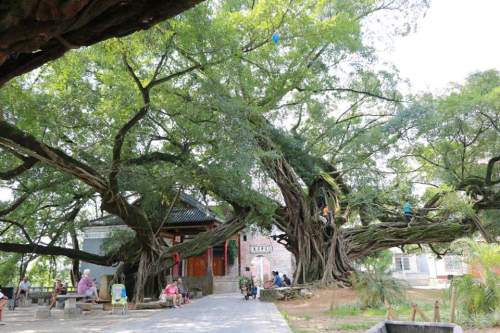 榕津千年古榕群旅行图片 2